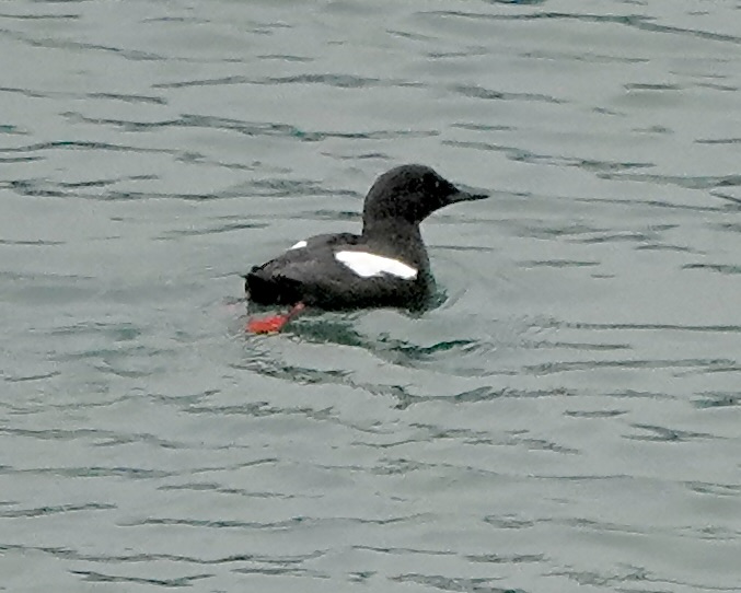 black guillemot